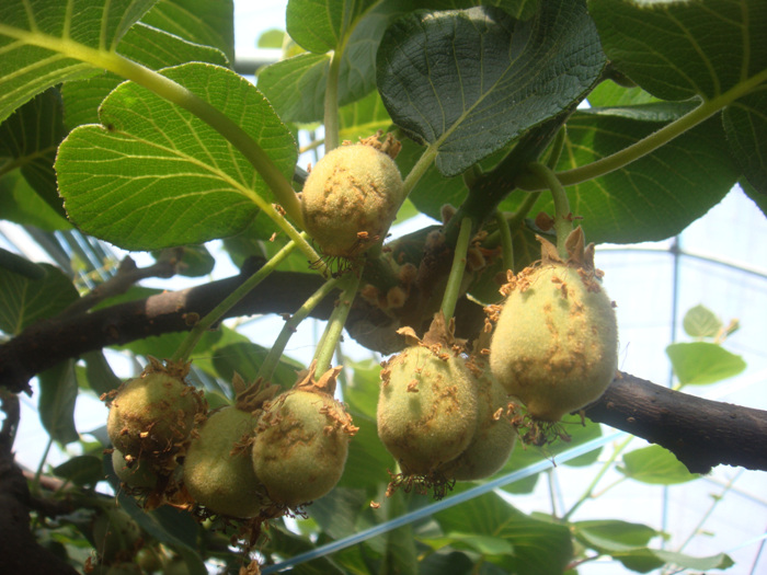 제시골드의 증상에 대하여...